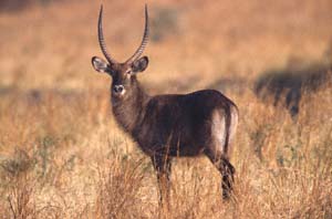 Defassa-Wasserbockbulle. Katavi National Park, Tansania. / Defassa waterbuck bull. Katavi National Park, Tanzania. / (c) Walter Mitch Podszuck (Bwana Mitch) - #010904-132