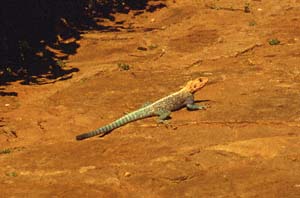 Männlicher Siedleragame. Samburu Serena Safari Lodge, Buffalo Springs National Reserve, Kenia. / Male red-headed rock agama. Samburu Serena Safari Lodge, Buffalo Springs National Reserve, Kenya. / (c) Walter Mitch Podszuck (Bwana Mitch) - #980831-47