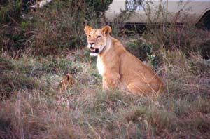 Löwin mit Jungem. Ol Chorro Orogwa Group Ranch (Masai Mara), Kenia. / Lioness with cub. Ol Chorro Orogwa Group Ranch (Masai Mara), Kenya. / (c) Walter Mitch Podszuck (Bwana Mitch) - #980903-150