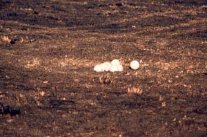 Nest eines Maasai-Straues auf der verbrannten Erde der Mara. Ol Chorro Orogwa Group Ranch (Masai Mara), Kenia. / Masai ostrich's nest on the burnt soil of the Mara. Ol Chorro Orogwa Group Ranch (Masai Mara), Kenya. / (c) Walter Mitch Podszuck (Bwana Mitch) - #980905-09