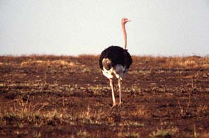 Mnnlicher Maasai-Strau. Ol Chorro Orogwa Group Ranch (Masai Mara), Kenia. / Male Masai ostrich. Ol Chorro Orogwa Group Ranch (Masai Mara), Kenya. / (c) Walter Mitch Podszuck (Bwana Mitch) - #980905-11