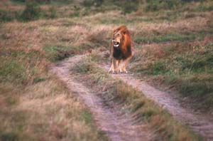 Löwe. Masai Mara National Reserve, Kenia. / Male lion. Masai Mara National Reserve, Kenya. / (c) Walter Mitch Podszuck (Bwana Mitch) - #980907-224