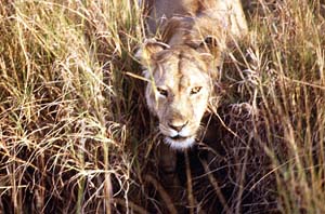 Auge in Auge mit einer Löwin. Masai Mara National Reserve, Kenia. / Eye to eye with a lioness. Masai Mara National Reserve, Kenya. / (c) Walter Mitch Podszuck (Bwana Mitch) - #980908-22