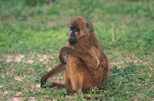 Brenpavian. Chobe National Park, Botsuana. / Chacma baboon. Chobe National Park, Botswana. / (c) Walter Mitch Podszuck (Bwana Mitch) - #991225-133