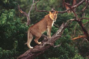 Junge Löwin, auf umgestürzten Baum stehend. Chobe National Park, Botsuana. / Young lioness climbing on fallen tree. Chobe National Park, Botswana. / (c) Walter Mitch Podszuck (Bwana Mitch) - #991226-03