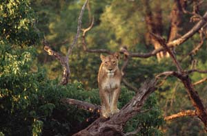 Junge Löwin, auf umgestürzten Baum stehend. Chobe National Park, Botsuana. / Young lioness standing on fallen tree. Chobe National Park, Botswana. / (c) Walter Mitch Podszuck (Bwana Mitch) - #991226-05