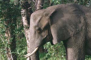 Elefantenkopf. Chobe National Park, Botsuana. / Head of an elephant. Chobe National Park, Botswana. / (c) Walter Mitch Podszuck (Bwana Mitch) - #991227-021