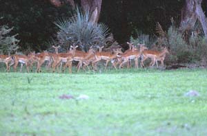 Herde von Impalaweibchen auf Chief's Island. Moremi Game Reserve, Botsuana. / Herd of impala ewes on Chief's Island. Moremi Game Reserve, Botswana. / (c) Walter Mitch Podszuck (Bwana Mitch) - #991227-159