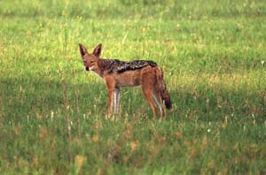 Schabrackenschakal auf Chief's Island, Moremi Game Reserve, Botsuana. / Black-backed jackal on Chief's Island, Moremi Game Reserve, Botswana. / (c) Walter Mitch Podszuck (Bwana Mitch) - #991227-162