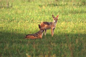 Ein Paar Schabrackenschakale auf Chief's Island, Moremi Game Reserve, Botsuana. / A pair of black-backed jackals on Chief's Island, Moremi Game Reserve, Botswana. / (c) Walter Mitch Podszuck (Bwana Mitch) - #991227-167