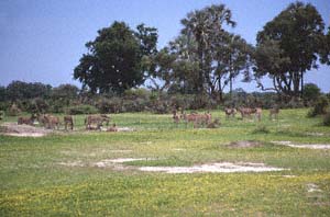 Steppenzebraherde vor Fcherpalmen und Akazien. Chief's Island, Moremi Game Reserve, Botsuana. / Herd of plains zebras in front of real fan palms and thorn trees. Chief's Island, Moremi Game Reserve, Botswana. / (c) Walter Mitch Podszuck (Bwana Mitch) - #991228-086