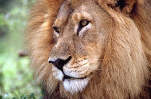 Lwen-Portrait. Chief's Island, Moremi Game Reserve, Botsuana. / Lion's portrait. Chief's Island, Moremi Game Reserve, Botswana. / (c) Walter Mitch Podszuck (Bwana Mitch) - #991228-101