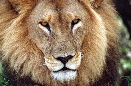 Lion's portrait. Chief's Island, Moremi Game Reserve, Botswana. / (c) Walter Mitch Podszuck (Bwana Mitch) - #991228-107