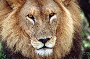 Lwen-Portrait. Chief's Island, Moremi Game Reserve, Botsuana. / Lion's portrait. Chief's Island, Moremi Game Reserve, Botswana. / (c) Walter Mitch Podszuck (Bwana Mitch) - #991228-107