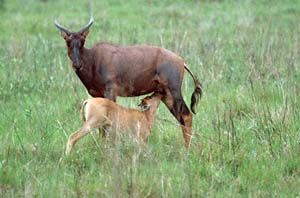 Sdafrikanische Leierantilopenkuh (Sassaby) stillt ihr Kalb. Chief's Island, Moremi Game Reserve, Botsuana. / Tsessebe cow feeding her calf. Chief's Island, Moremi Game Reserve, Botswana. / (c) Walter Mitch Podszuck (Bwana Mitch) - #991229-122