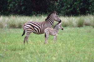 Steppenzebrastute mit Fohlen. Chief's Island, Moremi Game Reserve, Botsuana. / Plains zebra mare with foal. Chief's Island, Moremi Game Reserve, Botswana. / (c) Walter Mitch Podszuck (Bwana Mitch) - #991229-127