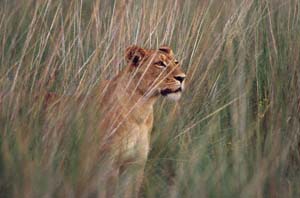 Löwin im hohen Gras, nach Beute ausschauend. Chief's Island, Moremi Game Reserve, Botsuana. / Lioness in the high grass, looking for prey. Chief's Island, Moremi Game Reserve, Botswana. / (c) Walter Mitch Podszuck (Bwana Mitch) - #991229-130
