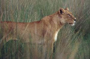 Löwin im hohen Gras, nach Beute ausschauend. Chief's Island, Moremi Game Reserve, Botsuana. / Lioness in the high grass, looking for prey. Chief's Island, Moremi Game Reserve, Botswana. / (c) Walter Mitch Podszuck (Bwana Mitch) - #991229-135