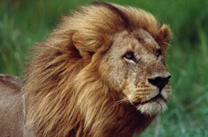 Lwe im Gewittersturm auf Chief's Island, Moremi Game Reserve, Botsuana. / Lion in thunder storm on Chief's Island, Moremi Game Reserve, Botswana. / (c) Walter Mitch Podszuck (Bwana Mitch) - #991229-152