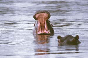 Ein Flusspferd zeigt die stozahnartigen Eck- und Schneidezhne. Chief's Island, Moremi Game Reserve, Botsuana. / Hippopotamus showing tusk-like canines and incisors. Chief's Island, Moremi Game Reserve, Botswana. / (c) Walter Mitch Podszuck (Bwana Mitch) - #991229-185