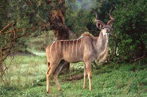 Ausgewachsener Großkudubulle auf Chief's Island, Moremi Game Reserve, Botsuana. / Adult greater kudu bull on Chief's Island, Moremi Game Reserve, Botswana. / (c) Walter Mitch Podszuck (Bwana Mitch) - #991230-008