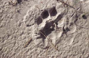 Löwenspur. NG22 (Kwedi Reserve), Botsuana. / Lion's spoor. NG22 (Kwedi Reserve), Botswana. / (c) Walter Mitch Podszuck (Bwana Mitch) - #991231-004